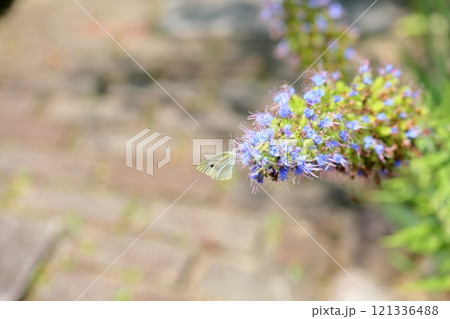 エキウム カンディカンスの花 エキウム カンディカンスの花 121336488