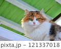 A tricolor cat with green eyes is watching the camera. The green ceiling is in the background. High quality photo 121337018