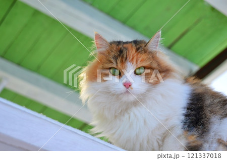 A tricolor cat with green eyes is watching the camera. The green ceiling is in the background. High quality photo 121337018