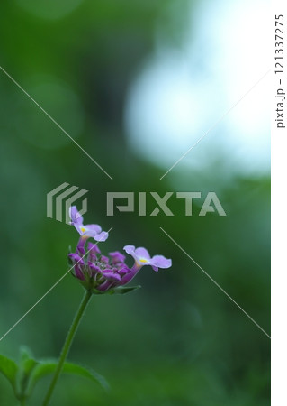 可憐なランタナの花 121337275