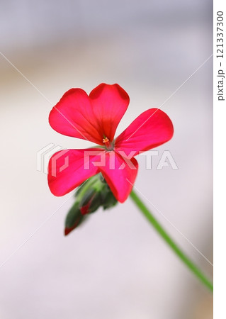 赤いゼラニウムの花 121337300