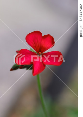 赤いゼラニウムの花 121337302