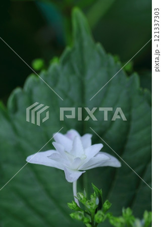 可憐なマツリカの花 121337303