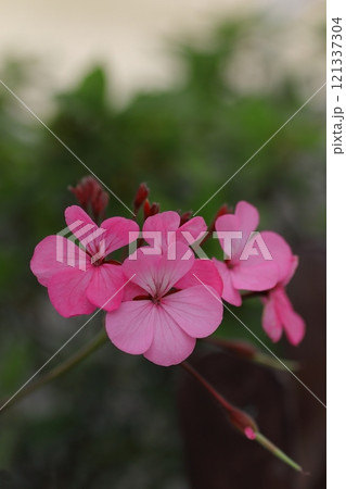 ピンク色の可愛いアイビーゼラニウムの花 121337304