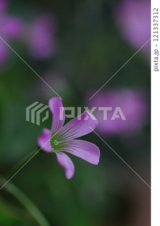 野に咲く可憐なムラサキカタバミ 121337312