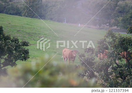 牛、放牧、仕事、牧場 121337394