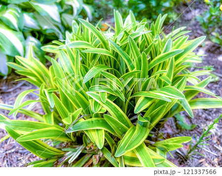 春の庭～タガネソウ～ 121337566