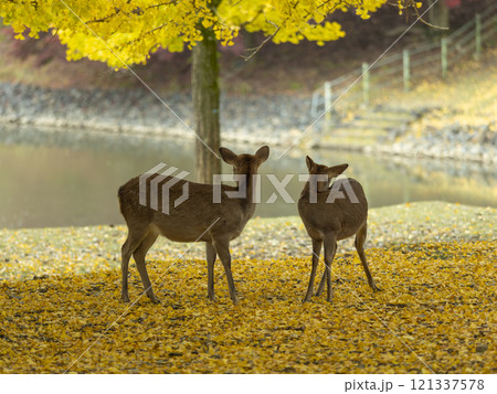 奈良公園の鹿と銀杏の木 121337578