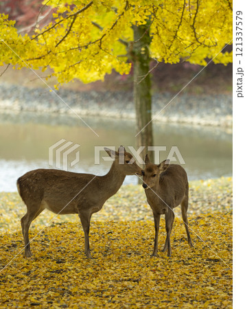 奈良公園の鹿と銀杏の木 121337579