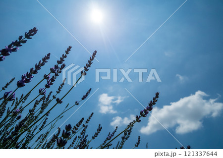 青空に映えるラベンダー 121337644