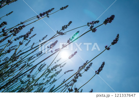 青空に映えるラベンダー 121337647