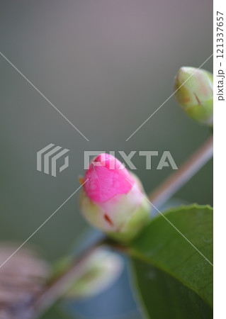 侘助椿の花の蕾 121337657