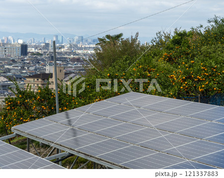 斜面の太陽光発電設備と蜜柑畑の風景 斜面の太陽光発電設備と蜜柑畑の風景 121337883