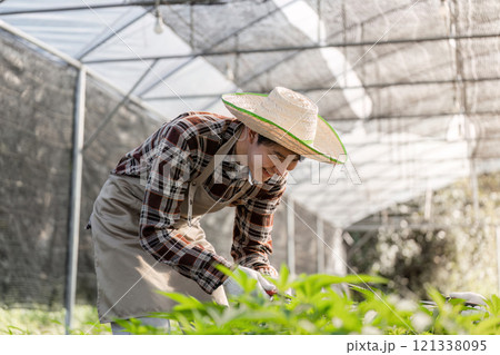 Modern Farmer Couple Cultivating Herbs and Cannabis in a Greenhouse Setting with Sustainable Practices Modern Farmer Couple Cultivating Herbs and Cannabis in a Greenhouse Setting with Sustainable Practices 121338095