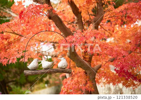 紅葉の辺りに佇む3匹の鳥 121338520