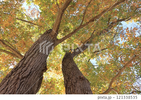 自然　植物　コナラ、秋。黄色や橙色に色づいたと緑色の葉が混在しています① 121338535