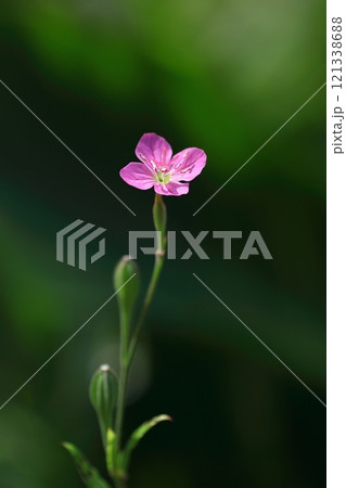 小さなピンクの小さなユウゲショウの花 121338688