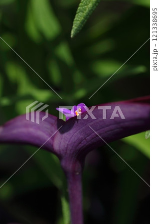可憐なムラサキゴテンの花 可憐なムラサキゴテンの花 121338695