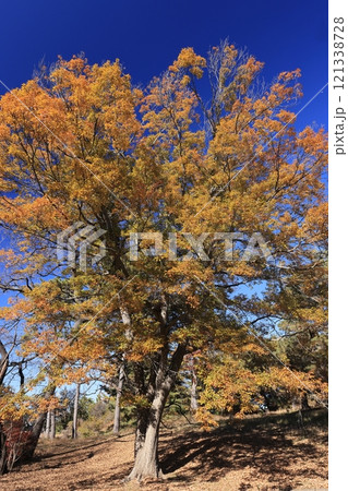 自然 植物 コナラ、冬晴れの空と美しく色づいた紅葉 自然 植物 コナラ、冬晴れの空と美しく色づいた紅葉 121338728