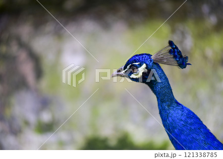 A blue peacock with a blue head and blue tail feathers 121338785