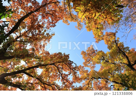 自然　風景　雑木林の紅葉。里山の代表、クヌギとコナラの紅葉の間から覗く冬晴れの青空 121338806