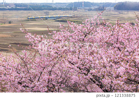 河津桜咲くモノサクの風景 121338875