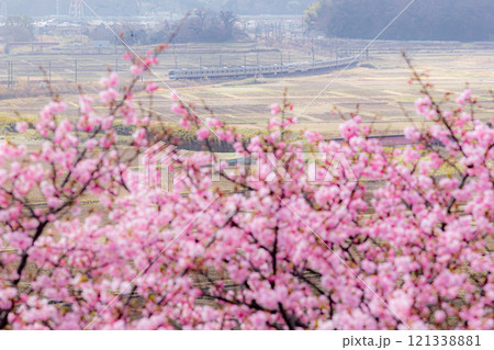河津桜咲くモノサクの風景 河津桜咲くモノサクの風景 121338881