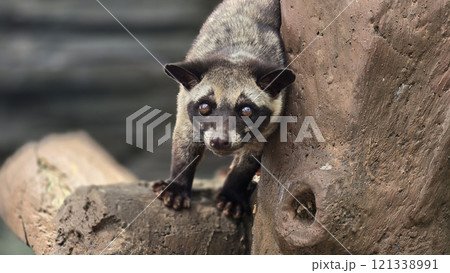 Asian palm civet or locals calls it Musang Pandan or Luwak coffee producer, latin name paradoxurus hermaphroditus, resting on a tree Asian palm civet or locals calls it Musang Pandan or Luwak coffee producer, latin name paradoxurus hermaphroditus, resting on a tree 121338991