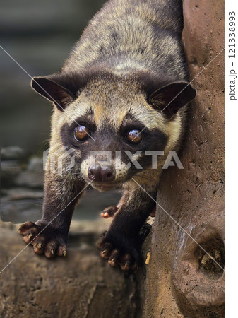 Asian palm civet or locals calls it Musang Pandan or Luwak coffee producer, latin name paradoxurus hermaphroditus, resting on a tree 121338993