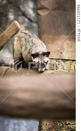 Asian palm civet or locals calls it Musang Pandan or Luwak coffee producer, latin name paradoxurus hermaphroditus, resting on a tree Asian palm civet or locals calls it Musang Pandan or Luwak coffee producer, latin name paradoxurus hermaphroditus, resting on a tree 121338998