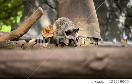 Asian palm civet or locals calls it Musang Pandan or Luwak coffee producer, latin name paradoxurus hermaphroditus, resting on a tree 121339000