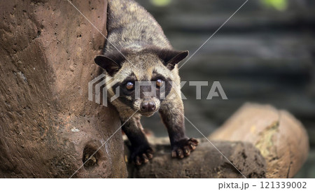Asian palm civet or locals calls it Musang Pandan or Luwak coffee producer, latin name paradoxurus hermaphroditus, resting on a tree Asian palm civet or locals calls it Musang Pandan or Luwak coffee producer, latin name paradoxurus hermaphroditus, resting on a tree 121339002