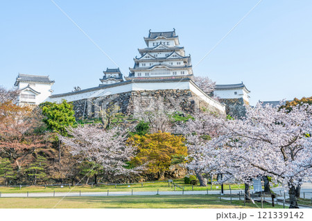 兵庫県姫路市　満開の桜と国宝姫路城天守 121339142