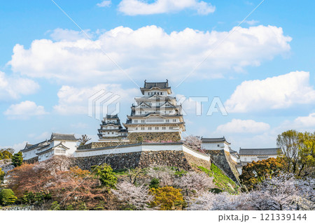 兵庫県姫路市　満開の桜と国宝姫路城天守 121339144