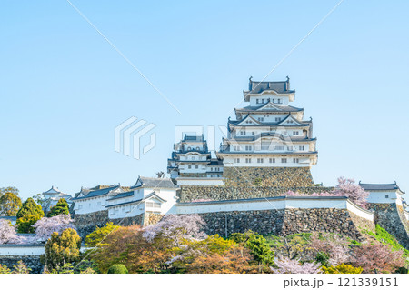 兵庫県姫路市　満開の桜と国宝姫路城 121339151