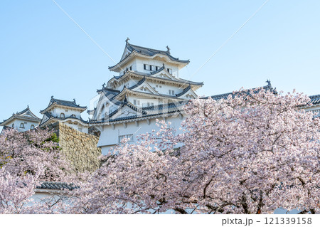 兵庫県姫路市 満開の桜と国宝姫路城(近景) 兵庫県姫路市 満開の桜と国宝姫路城(近景) 121339158