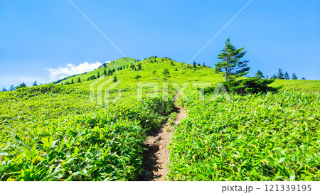 夏の四阿山・根子岳登山（四阿山～根子岳） 121339195