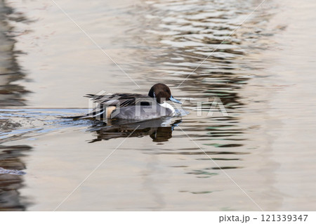 オナガガモ　雄 121339347