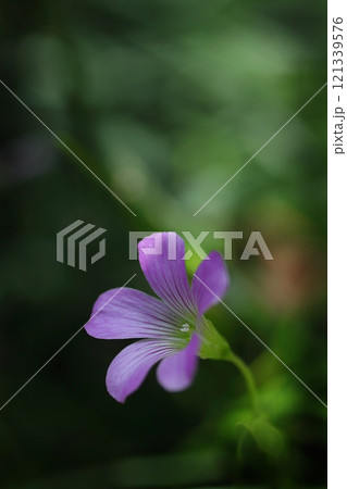 野に咲くムラサキカタバミ 121339576