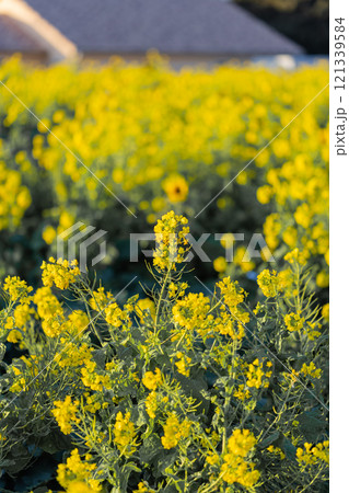 春の訪れを告げる菜の花 121339584