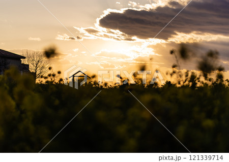 菜の花畑の夕景 菜の花畑の夕景 121339714