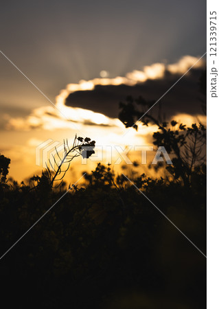 菜の花畑の夕景 菜の花畑の夕景 121339715