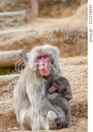 ニホンザルの親子 嵐山モンキーパークいわたやま ニホンザルの親子 嵐山モンキーパークいわたやま 121339845