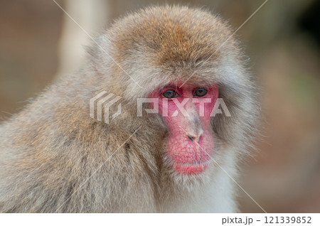ニホンザル　嵐山モンキーパークいわたやま 121339852