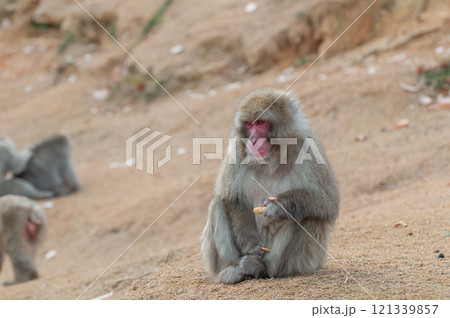 ニホンザル　嵐山モンキーパークいわたやま 121339857