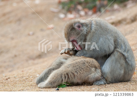 毛繕いするニホンザル 嵐山モンキーパークいわたやま 毛繕いするニホンザル 嵐山モンキーパークいわたやま 121339863