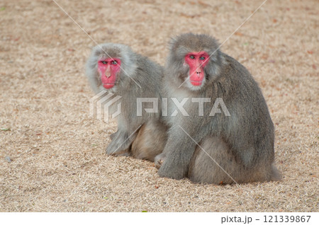 ニホンザル　嵐山モンキーパークいわたやま 121339867