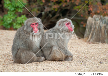 ニホンザル 嵐山モンキーパークいわたやま ニホンザル 嵐山モンキーパークいわたやま 121339872