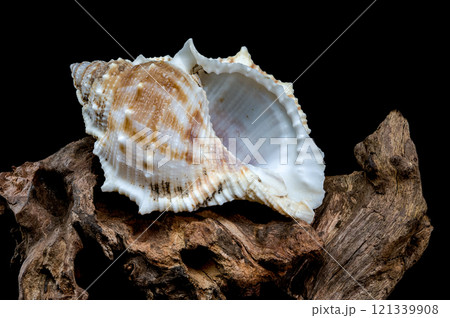 Bursa spinosa shell on driftwood black background 121339908