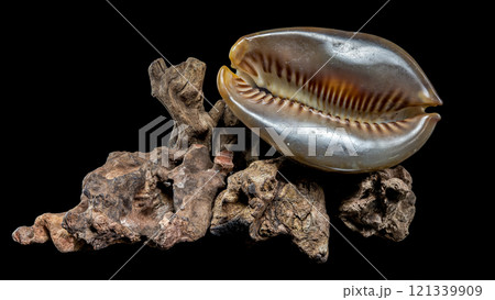Cypraea caputserpentis shell on driftwood black background 121339909